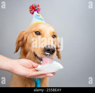 Close-up of a person feeding birthday cake to a two year old golden retriever dog Stock Photo