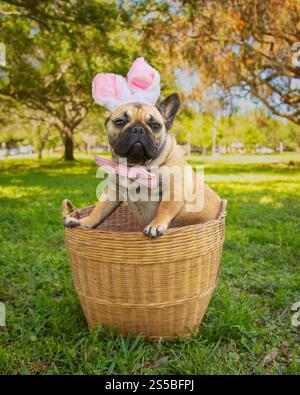Close-up of a French bulldog wearing bunny ears and a bow tie sitting in a basket in a dog park, Florida, USA Stock Photo