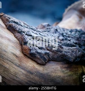 Drift wood close up bark and wood textures Stock Photo