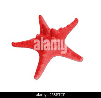 One beautiful starfish isolated on a white background. One beautiful starfish Stock Photo