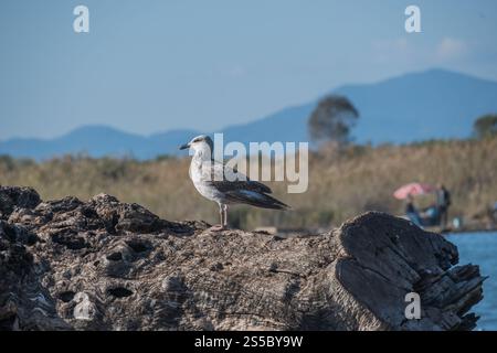 a seagull perched on a weathered log, overlooking a serene landscape. Stock Photo