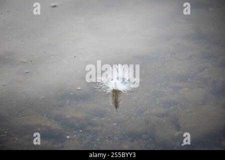 feather floating on the surface of calm water. Stock Photo