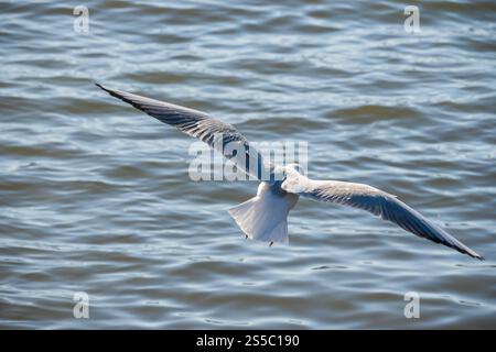 seagull in flight over a calm body of water. Stock Photo