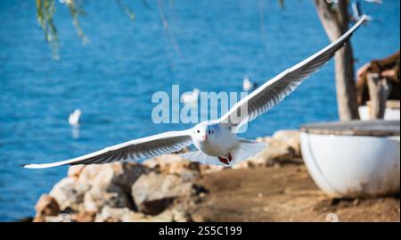 seagull in mid-flight, its wings spread wide as it soars above the water. Stock Photo