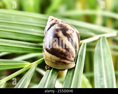 A giant African garden snail with its patterned shell on a leaf Stock Photo