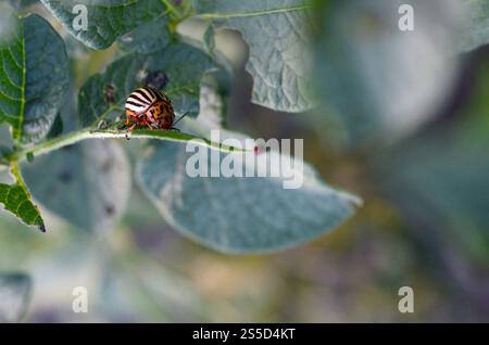 Colorado potato beetle crawling on potato leaves. Ten-striped spearman ...