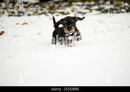 Cute Wire haired miniature Dachshund puppy playing in the snow, wirehaired Dachshund Stock Photo