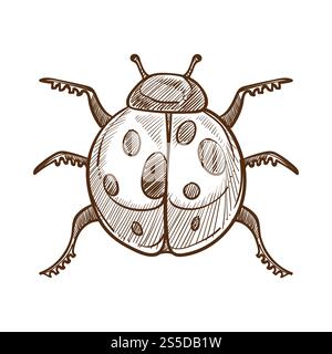 Ladybug monochrome sketch outline insect with wings having dotted pattern. Creature able to fly, beetle with domed back with spots. Natural animal lives in summer isolated on white vector illustration. Ladybug monochrome sketch outline white vector illustration Stock Vector