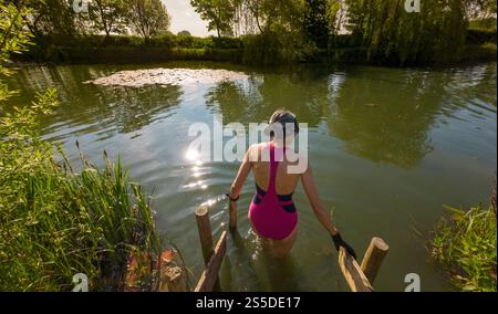 Rear view of a female wild swimmer wearing a pink swimming costume and black neoprene gloves entering Monet Lake at Pools Bridge Farm, York. UK Stock Photo