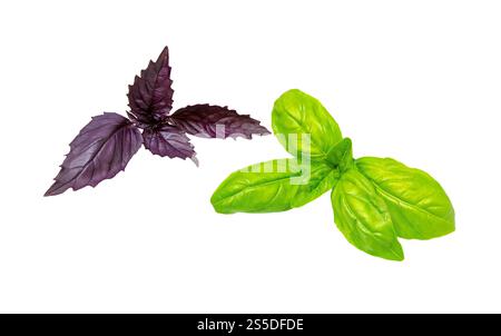 Basil leaves, isolated on white background. Basil leaf with clipping path. Stock Photo