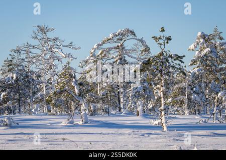 Pine trees with snow in a desolate snowy bog landscape in winter. Small bog pines in a frozen and snow-covered bog. Snowy bog landscape Stock Photo