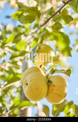 Golden apples ripening on the tree, Lancaster County, Pennsylvania, USA Stock Photo
