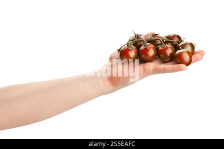 kumato cherry tomato branch in hand path isolated on white Stock Photo