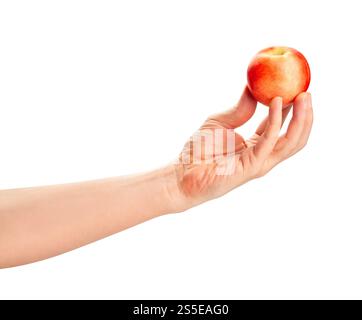 white nectarine in hand path isolated on white Stock Photo