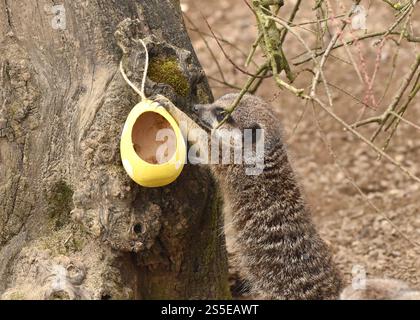 Meerkats with easter egg treats filled with crickets at ZSL London Zoo in London, England, UK. Wednesday 5th April 2023 Stock Photo