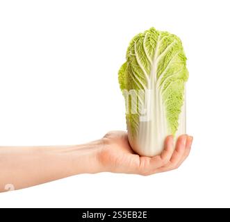 chinese cabbage in hand path isolated on white Stock Photo