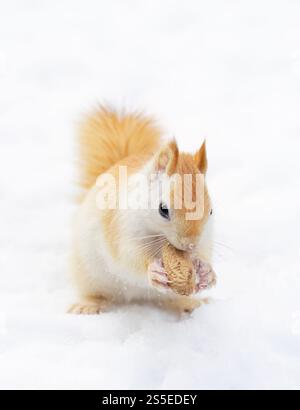 White squirrel (leucistic red squirrel) standing in the snow on a cold winter morning in Canada Stock Photo