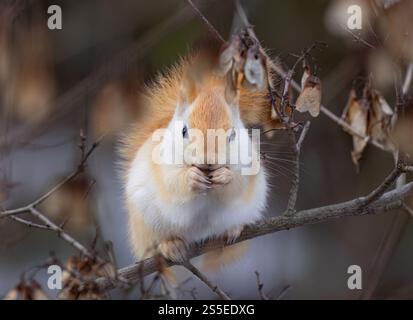White squirrel (leucistic red squirrel) sitting on a branch eating in the forest in winter Stock Photo