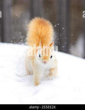 White squirrel (leucistic red squirrel) standing in the snow on a cold winter morning in Canada Stock Photo