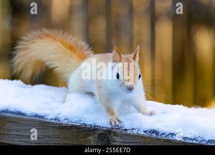 White squirrel (leucistic red squirrel) standing in the snow on a cold winter morning in Canada Stock Photo
