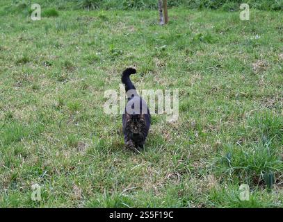 Cute Tabby cat is walking on green grass in garden. Stock Photo