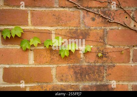 Green ivy leaves sprouting from a thin vine against a textured red brick wall, Auckland, New Zealand Stock Photo