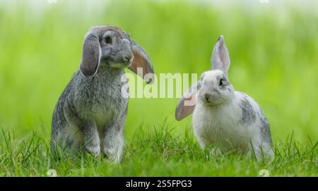 Close up of couple of little cute rabbit sitting on the grass Stock Photo