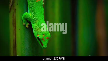 Close-up of a vibrant green gecko resting on a mossy branch in a dark forest environment Stock Photo