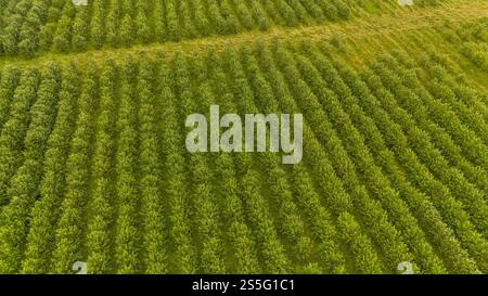 Aerial view of a lush green orchard with rows of young trees and a ...