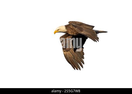 Flapping its wings in a downward motion, a bald eagle flies in the sky. Isolated on a White Background Stock Photo