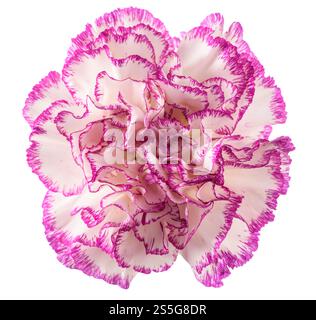 Pink and white carnation isolated on white background Stock Photo
