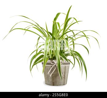 Spider plant in vase isolated on white background Stock Photo