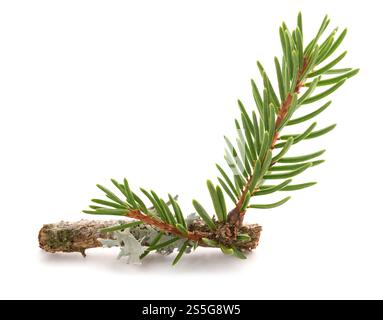 Spruce branch  isolated on white Stock Photo