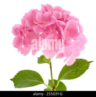 Pink Hydrangea  flowers Stock Photo