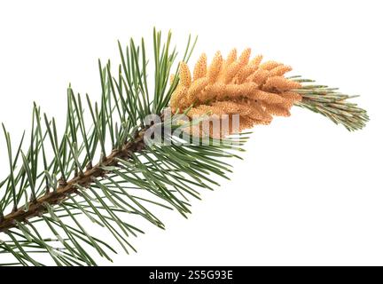 Mugo pine branch  isolated on white background Stock Photo