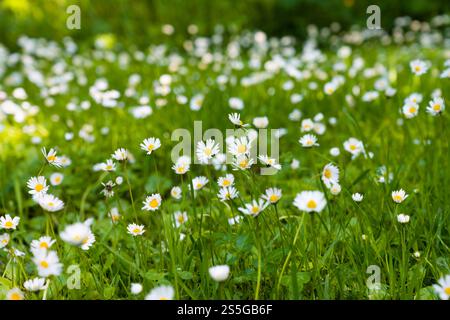 Lawn daisies Bellis perennis growing in green grass in summer Stock Photo