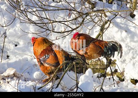 Free range chickens roosting in a tree and enjoying the sunshine while surrounded by snow in winter, UK Stock Photo