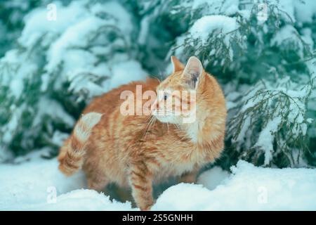 Red cat outdoors in snowy winter. Cat siting in snow near fir tree Stock Photo