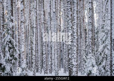 Snow covered pine trees in winter forest. Outdoor woods nature landscape at cold day. Snowy tree trunks. Winter forest abstract background. Stock Photo