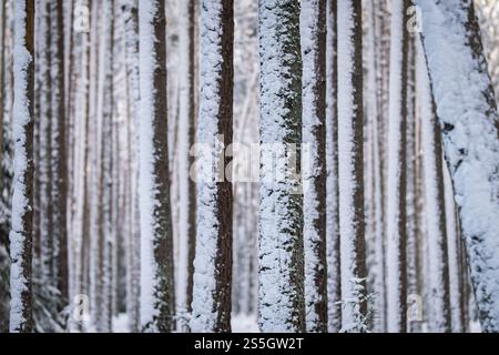 Snow covered pine trees in winter forest. Outdoor woods nature landscape at cold day. Snowy tree trunks. Winter forest abstract background. Stock Photo