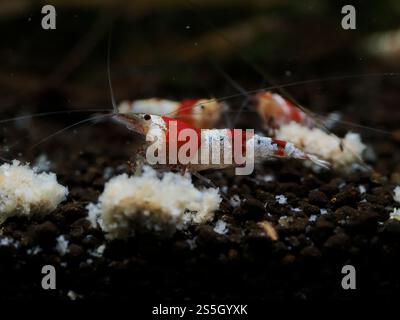 Close up photo of a crystal red shrimp Stock Photo