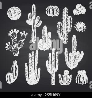 Vector hand drawn wild cacti plants set on black chalkboard background illustration. Vector cacti plants set on chalkboard Stock Vector