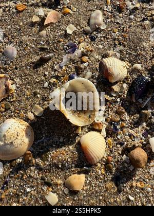 Small seashells on the beach of Valras-Plage in the south of France Stock Photo