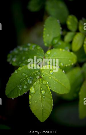 Raindrops on green leaf of wild rose plant, macro closeup Stock Photo