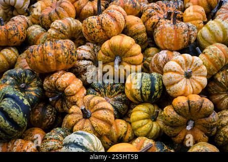 Colorful mini pumpkins called Jack-Be-Little for sale at pumpkin festival in Ludwigsburg, Germany. Stock Photo