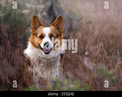 Happy Corgi Dog Stock Photo