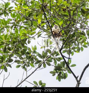 An Ecuadorian squirrel monkey (Saimiri cassiquiarensis macrodon) high up in tree, Amazon rainforest, Yasuni National Park, Ecuador, South America Stock Photo