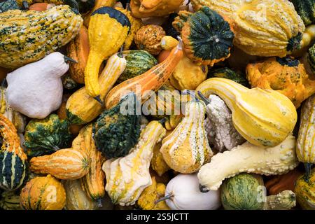 Varieties of colorful ornamental gourds on display at fall pumpkin festival Stock Photo