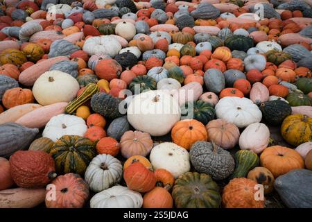 Many varieties of heirloom pumpkins on colorful display at pumpkin festival in Ludwigsburg, Germany. Stock Photo
