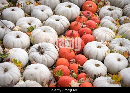 White and orange heirloom pumpkins with autumn leaves on display at fall pumpkin festival in Ludwigsburg, Germany. Stock Photo